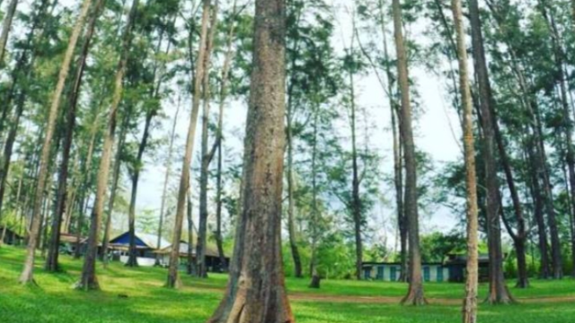 Eksplorasi Hutan Pinus dengan Udara Bersih dan Suasana Damai