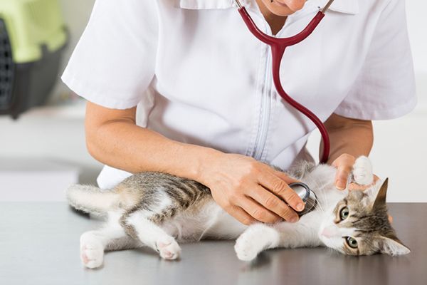 Kebiasaan Sederhana untuk Menjaga Kucing Tetap Sehat